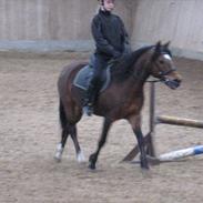 Anden særlig race Melissa *rideskolepony*