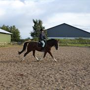 Trakehner Romeos Tattoo *Tdl. part*