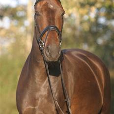 Dansk Varmblod Sun Shine 