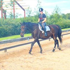 Dansk Varmblod Sun Shine 