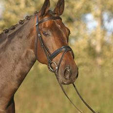 Dansk Varmblod Sun Shine 