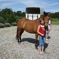 New Forest Vangsgaard's Vanity (Solgt)