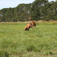 New Forest Vangsgaard's Vanity (Solgt)