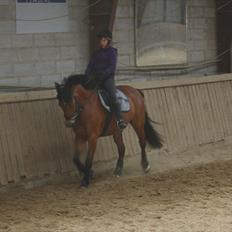 New Forest Vangsgaard's Vanity (Solgt)