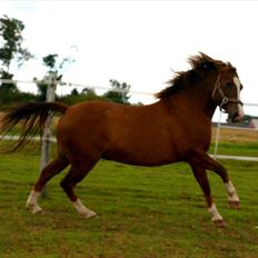 DSP Holstegårds Dixie Bell 