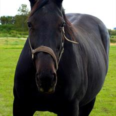 Dansk Varmblod Laconia