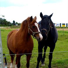 Dansk Varmblod Laconia