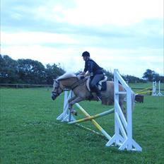 Tyroler Haflinger Fenny Mølmark 