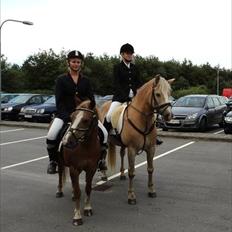 Tyroler Haflinger Fenny Mølmark 