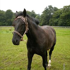 Oldenborg Coco Chanel