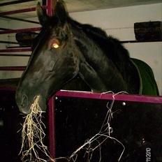 Oldenborg Coco Chanel