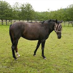 Oldenborg Coco Chanel