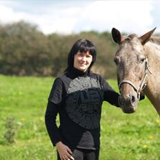 Knabstrupper *SOLGT* - Dusty Dot