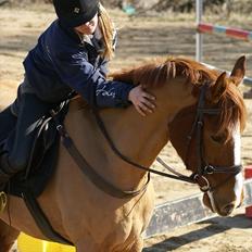 Anden særlig race kong cuba 