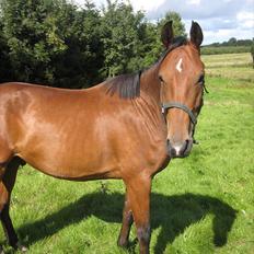 Dansk Varmblod LIDO ( SOLGT ) 