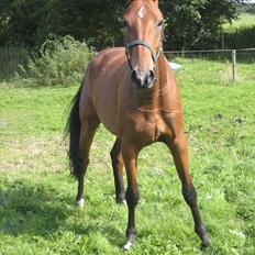 Dansk Varmblod LIDO ( SOLGT ) 