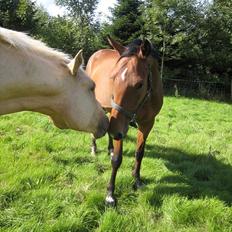 Dansk Varmblod LIDO ( SOLGT ) 