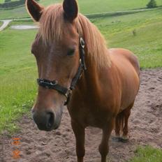 Anden særlig race Pepsi<3 *rider*