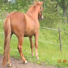 Anden særlig race Pepsi<3 *rider*