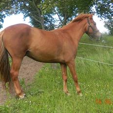 Anden særlig race Pepsi<3 *rider*