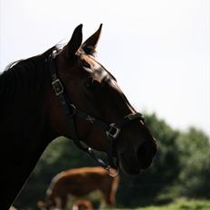 Anden særlig race Luna