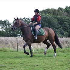 Anden særlig race Luna