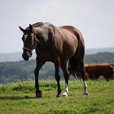 Anden særlig race Luna