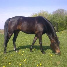 New Forest JOLIE