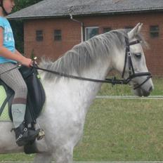 DSP Holmgaards Galant SOLGT ;(