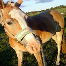 Anden særlig race  Tara <3<3 Solgt:-( miss you!