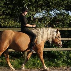 Haflinger Charlotte Lund*Trænet op*