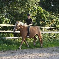 Haflinger Charlotte Lund*Trænet op*