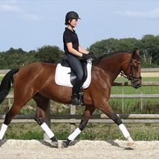 Dansk Varmblod Adeline RDH (SOLGT) 