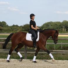 Dansk Varmblod Adeline RDH (SOLGT) 