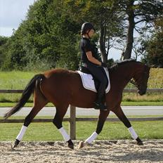 Dansk Varmblod Adeline RDH (SOLGT) 