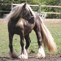 Irish Cob Mr. Morrison *solgt :'(*
