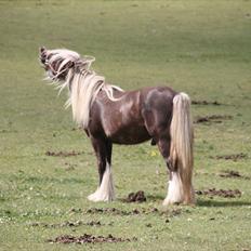 Irish Cob Mr. Morrison *solgt :'(*