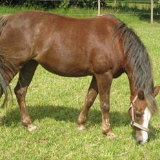 Welsh Pony af Cob-type (sec C) Fanny SOLGT :'(