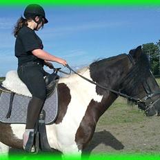 Irish Cob » KOUSGAARDENS SIR MICKEY