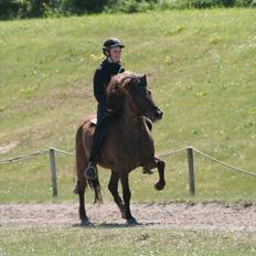 Islænder Kríla fra Thorsvighus