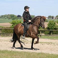 Islænder Kríla fra Thorsvighus