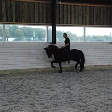 Islænder Kríla fra Thorsvighus