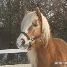 Haflinger stanly bassemin