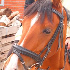 Anden særlig race FREEMAN <3 