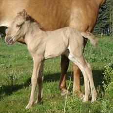 Anden særlig race Valentino