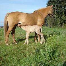 Anden særlig race Valentino
