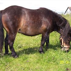 Shetlænder Tusindfryds lindsie