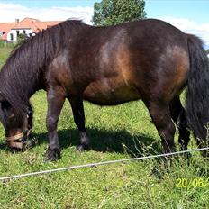 Shetlænder Tusindfryds lindsie