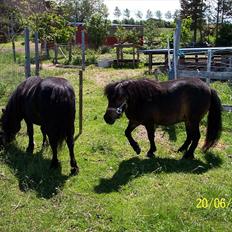 Shetlænder Tusindfryds lindsie