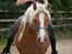 Haflinger Charlotte Lund*Trænet op* - Nyt! Smukkepigen ! <3